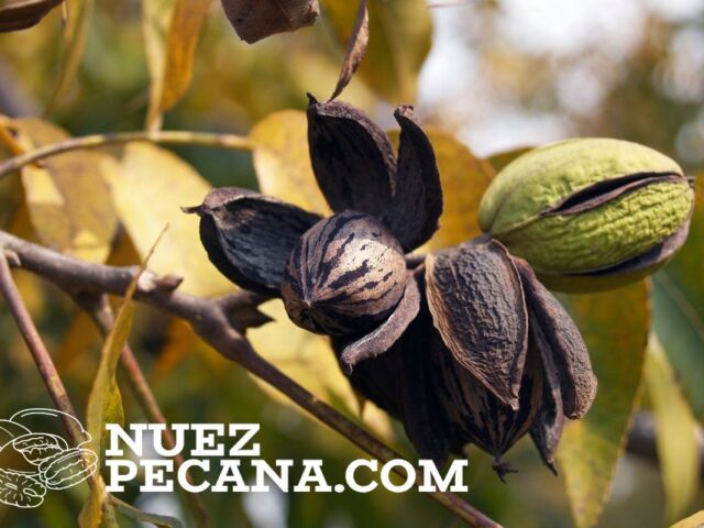 Cómo Cultivar Nueces Pecanas en tu Casa
