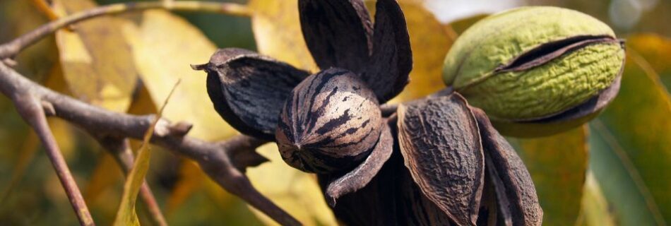 Cultivar Nuez Pecana en Tu casa